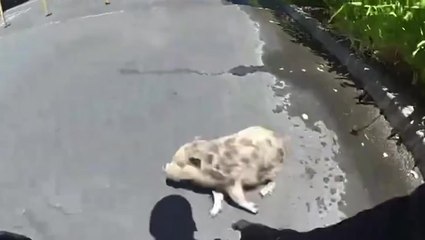 Police struggle to catch runaway piglet in bodycam footage