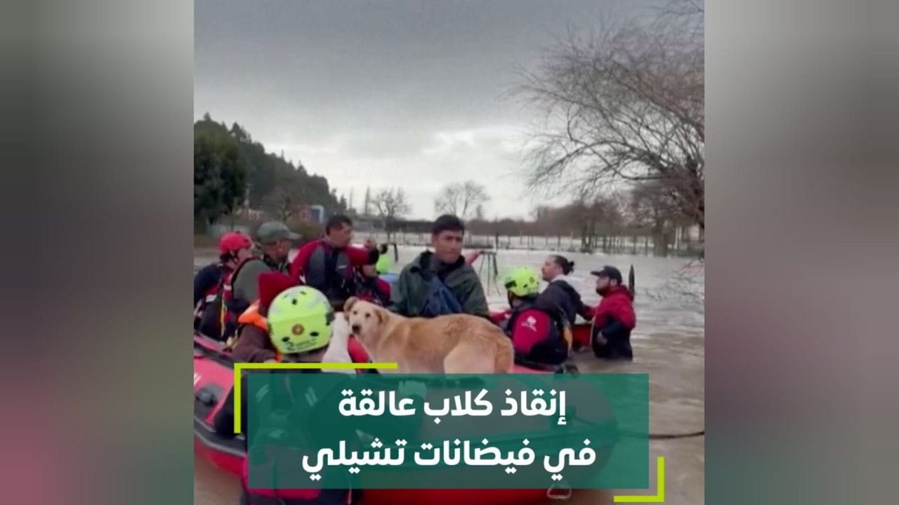 إنقاذ كلاب عالقة في فيضانات تشيلي