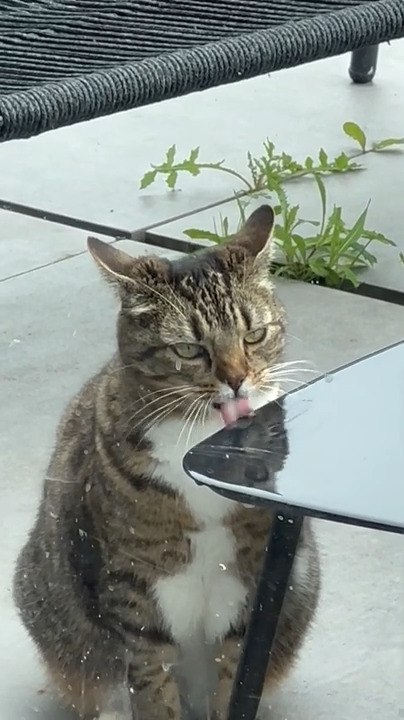Cat With Amusing Expression Laps Up Water Accumulated on Table