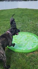 Dogs Play With Splash Pad in Backyard on Hot Summer Day