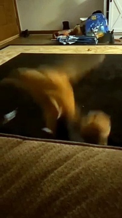  #real #reels #catlover #cat #dog #catdog