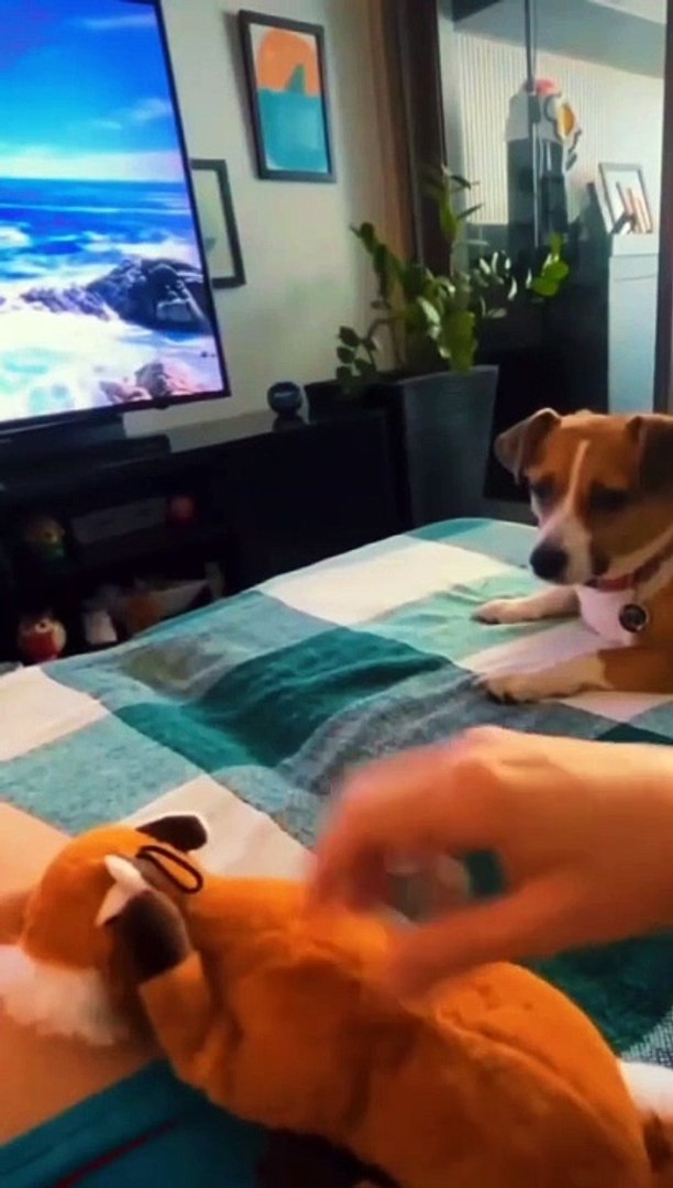 Lovely pets