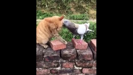 Cutest Animals! Cute baby animals Videos Compilation cute moment of the animals