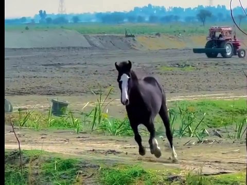 black horse finance, international horse, international horse racing, intense horse racing