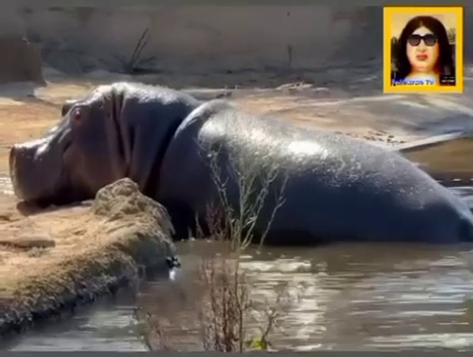 Biggest Animal video
