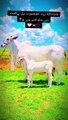 Cow #Qurbani #Vairal #Short