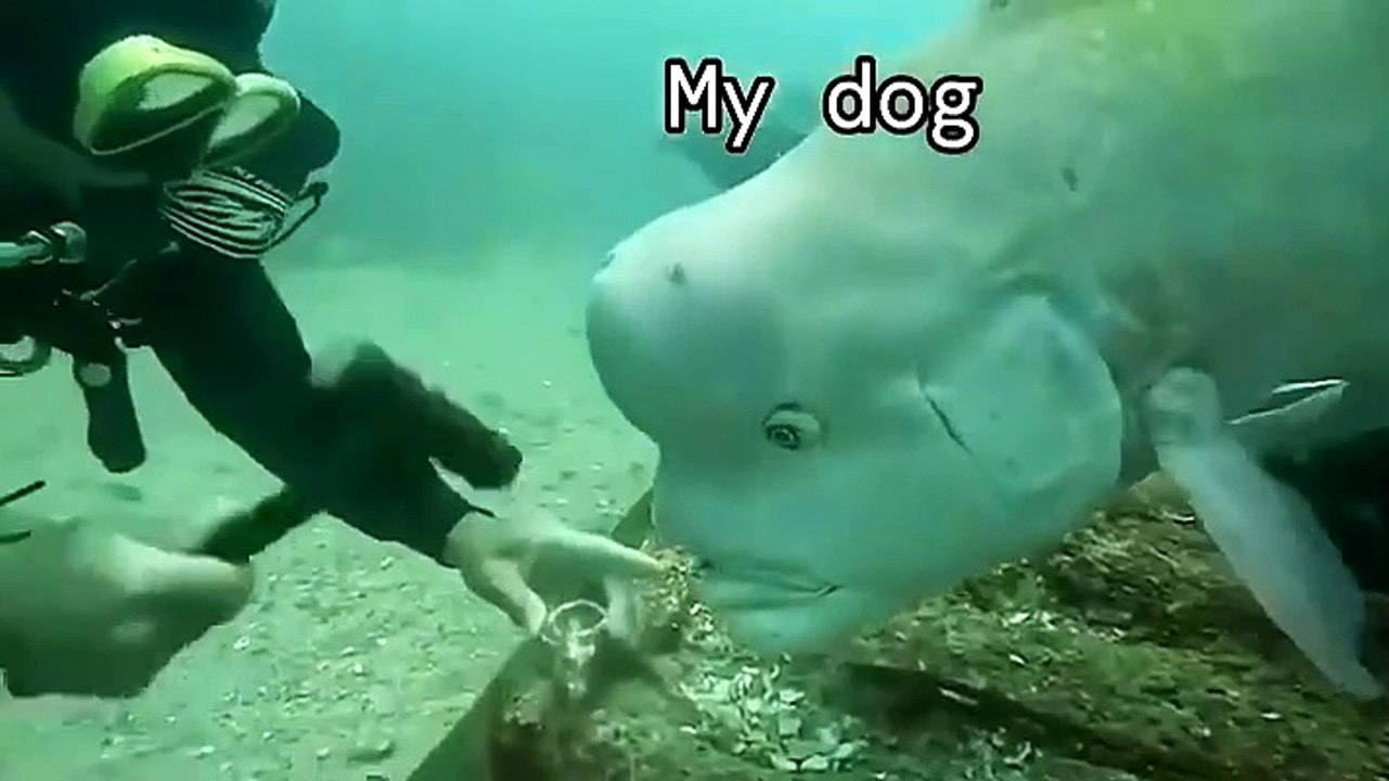 This cutest curious fish wants to be a supervisor