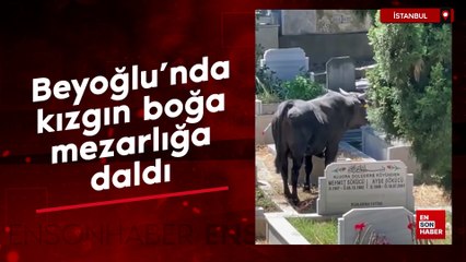 Beyoğlu'nda kızgın boğa mezarlığa daldı