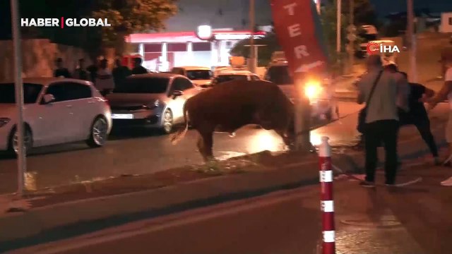 Adres İstanbul: Sahibinden kaçan kurbanlık dana, ortalığı birbirine kattı