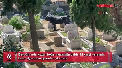 Beyoğlu’nda mezarlığa dalan kızgın boğa kamerada: İki kişiyi yaraladı, kabir ziyaretine gelenler çıkartıldı