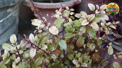 Gardening ki shuruaat kaise karen
