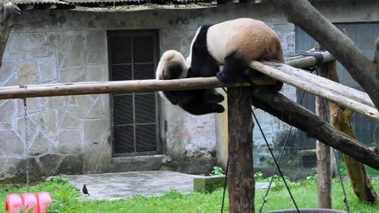 Title: Playful Pandas: Enjoy full Moments with Mom