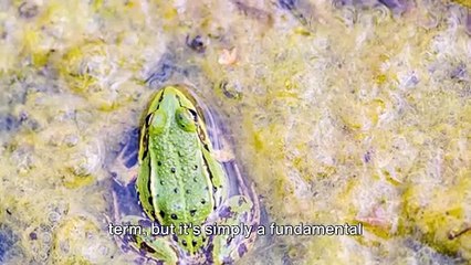 Just Amazing ! - "Frogs Do Not "Drink" Water ! Never Have !"