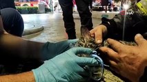 Fırında yangın çıktı: Dumandan etkilenen kedi hayata tutundu