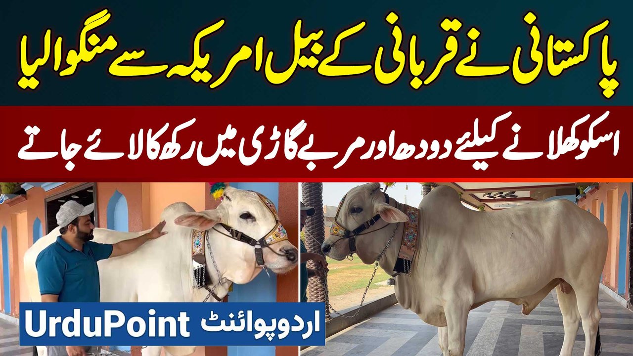 Pakistani Ne America Se Qurbani Ka Bail Mangwa Liya - Bail Ko Khane Mein Doodh Aur Murabba Diya Jata