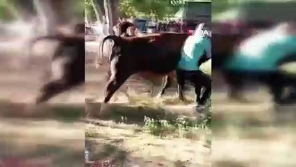 Bursa'da kalabalıktan ürken dana, kendisini durdurmak isteyenleri yerde sürükledi