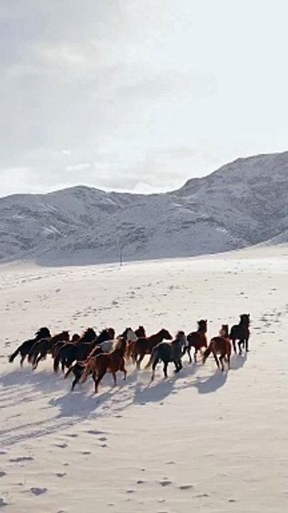 Horse group