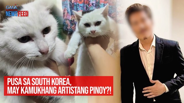 Pusa sa South Korea, may kamukhang artistang Pinoy?! | GMA Integrated Newsfeed