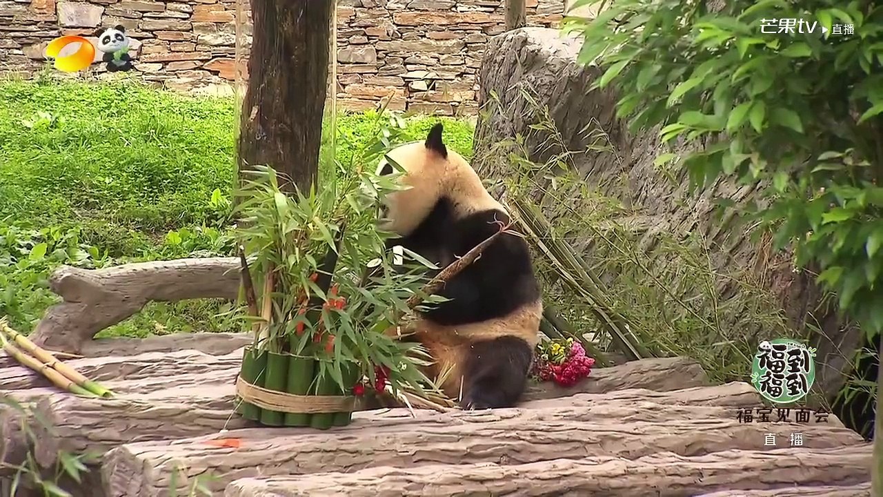 微博直播
