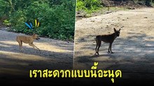 มาดูน้องหมากับลีลาการวิ่งแบบแปลก ๆ เห็นแล้วถึงกับขำลั่น