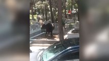 Beyoğlu’nda mezarlığa dalan kızgın boğa kamerada: İki kişiyi yaraladı
