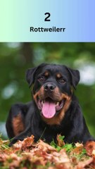 Top 10 Most Dangerous Dog Breeds | शीर्ष 10 सबसे खतरनाक कुत्तों की नस्लें |