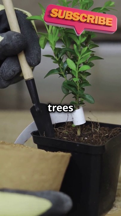 Plantation