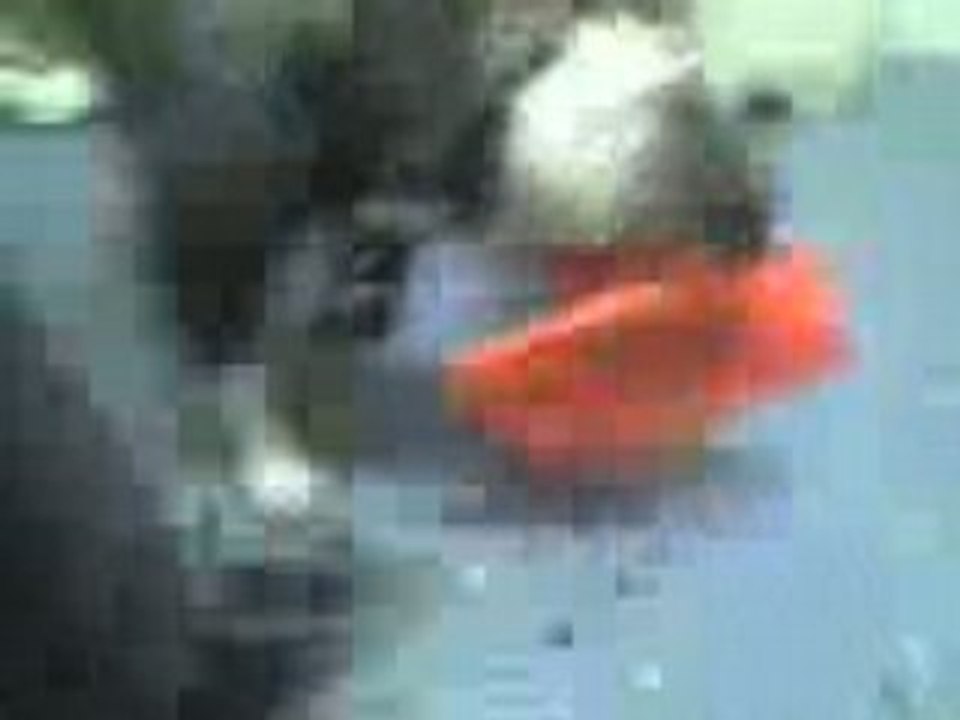 uton le pitt destructeur