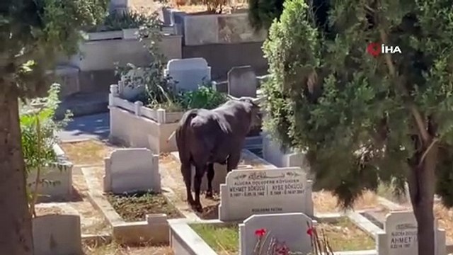 Beyoğlu'nda sahibinin elinden kaçan kızgın boğa ortalığı birbirine kattı