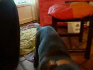 Boxer Colt: Rising Star in the Ring 🥊