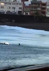 Un tiburón provoca el cierre de la playa de Melenara (Gran Canaria)