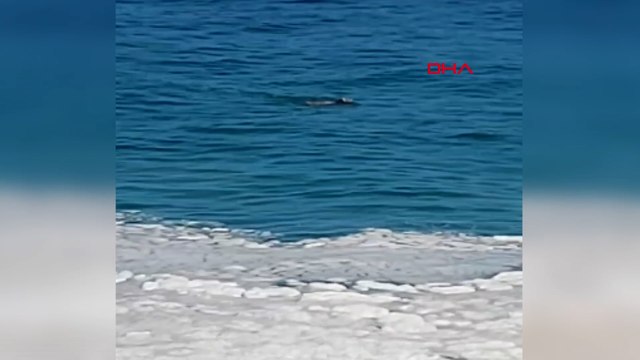 Zonguldak'ta kurbanlık boğa denize kaçtı