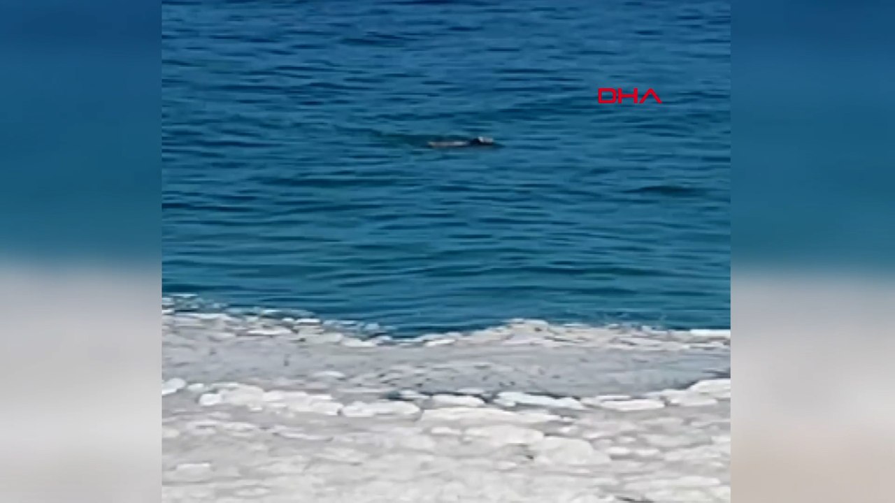 Zonguldak'ta kurbanlık boğa denize kaçtı