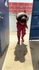 ओहो मन बहुत थक गई माननीयoho man boht thak gai