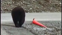 Just a bear being a good citizen