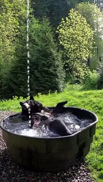 A bear enjoying its bath