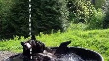 A bear enjoying its bath