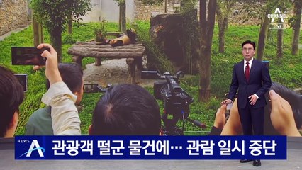 관광객 떨군 물건에…푸바오 관람 일시 중단