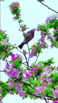 صلوا على النبي beautiful video