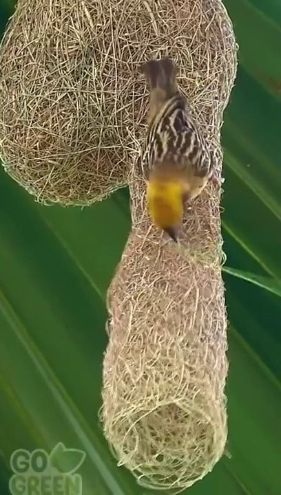 Nature's Tailor Bird