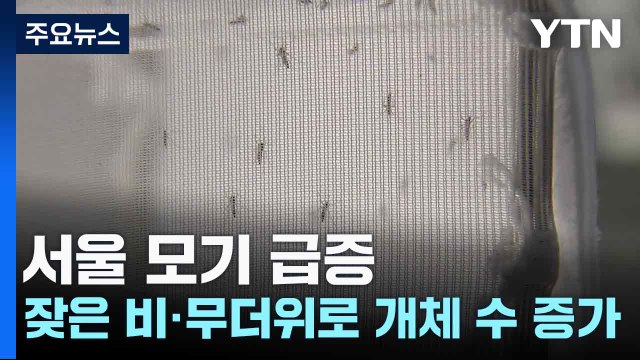 서울 모기 급증...잦은 비·무더위로 개체 수 증가 / YTN