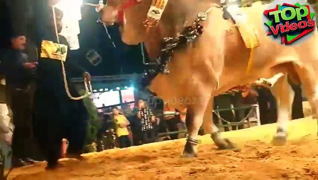 Qurbani eid |eid e qurban | bakra eid | qurbani | #shorts #shortvideos