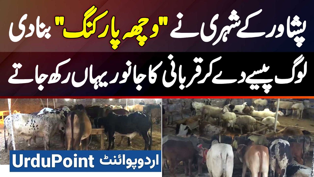 Peshawar Ke Shehri Ke Vacha Parking Bana Di - Log Paise De Kar Qurbani Ka Janwar Yaha Rakh Jate