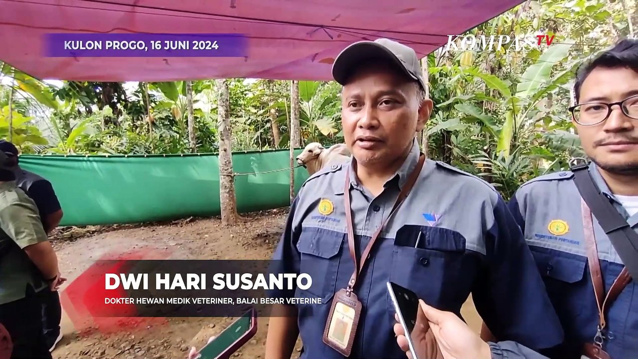 Satrio Bimo Sapi Bantuan Presiden Jokowi Berbobot Hampir 1 Ton