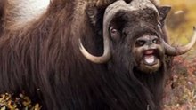 Kasturi bail gandh | some line about musk ox in hindi muskox (part2)