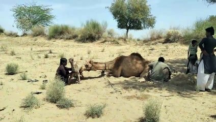 Female Camel gives Baby camel