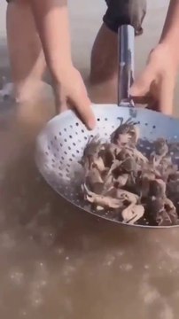 So Many Crabs in Just a Handful of Beach Sand!