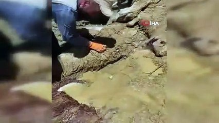Van'da uçuruma atlayan 28 koyun telef oldu