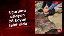Van'da uçuruma atlayan 28 koyun telef oldu