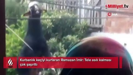 Kurbanlık keçiyi kurtaran Ramazan İmir: Tele asılı kalması çok şaşırttı